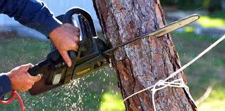 Best Emergency Tree Removal  in Fremont, OH
