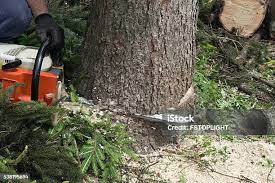 Best Leaf Removal  in Fremont, OH