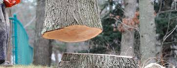 How Our Tree Care Process Works  in  Fremont, OH