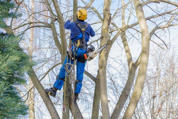 Best Tree and Shrub Care  in Fremont, OH
