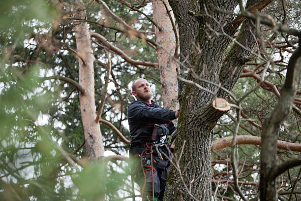 Fremont, OH Tree Care Company