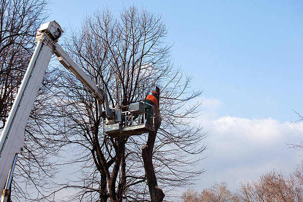 Best Fruit Tree Pruning  in Fremont, OH