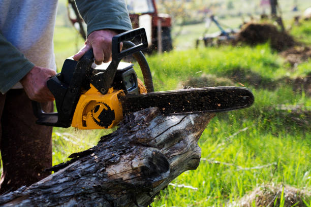 Best Tree Trimming and Pruning  in Fremont, OH